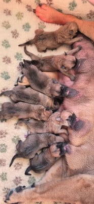 Les chiots de Bulldog continental