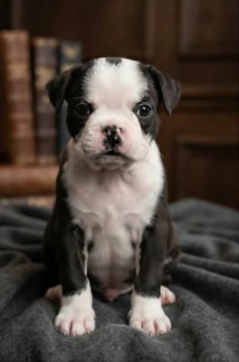 Les chiots de Bulldog continental