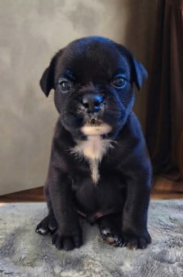 Les chiots de Bulldog continental