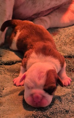 Les chiots de Bulldog continental
