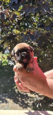 Les chiots de Bulldog continental