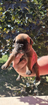 Les chiots de Bulldog continental