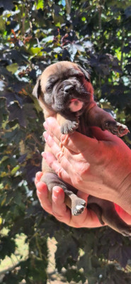 Les chiots de Bulldog continental