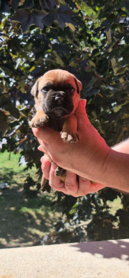 Les chiots de Bulldog continental