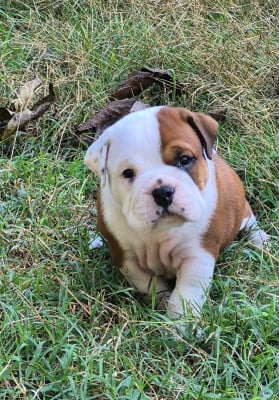 Les chiots de Bulldog continental