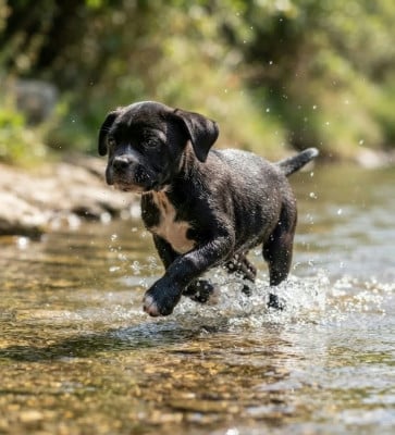 Les chiots de Bulldog continental
