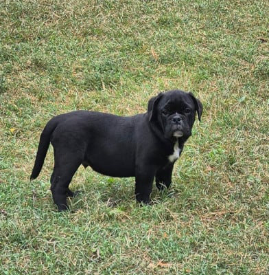 BECKETT - Bulldog continental