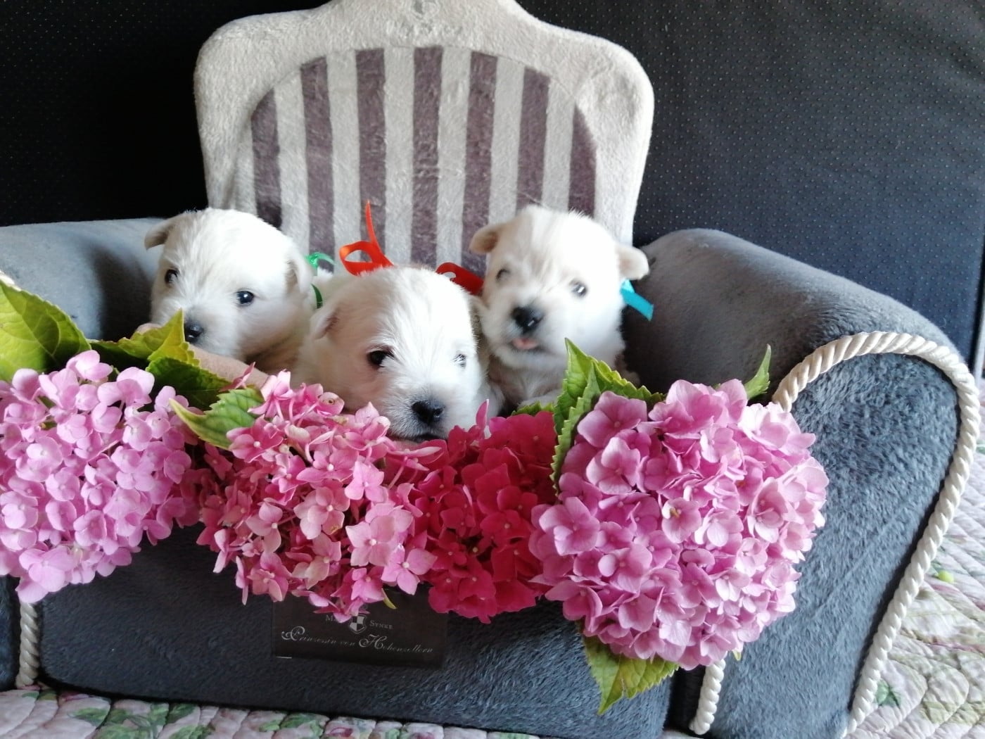 Chiot West Highland White Terrier