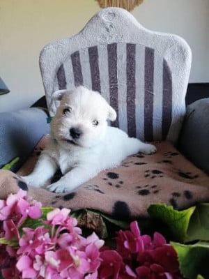 Les chiots de West Highland White Terrier