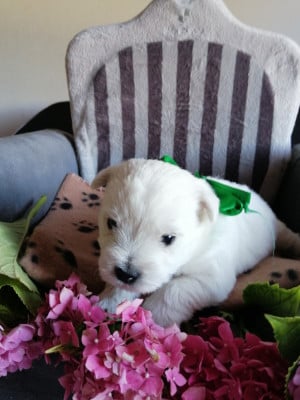 Les chiots de West Highland White Terrier