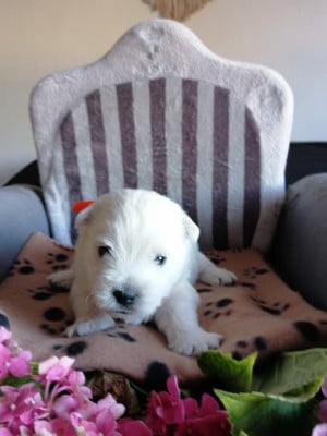 Les chiots de West Highland White Terrier