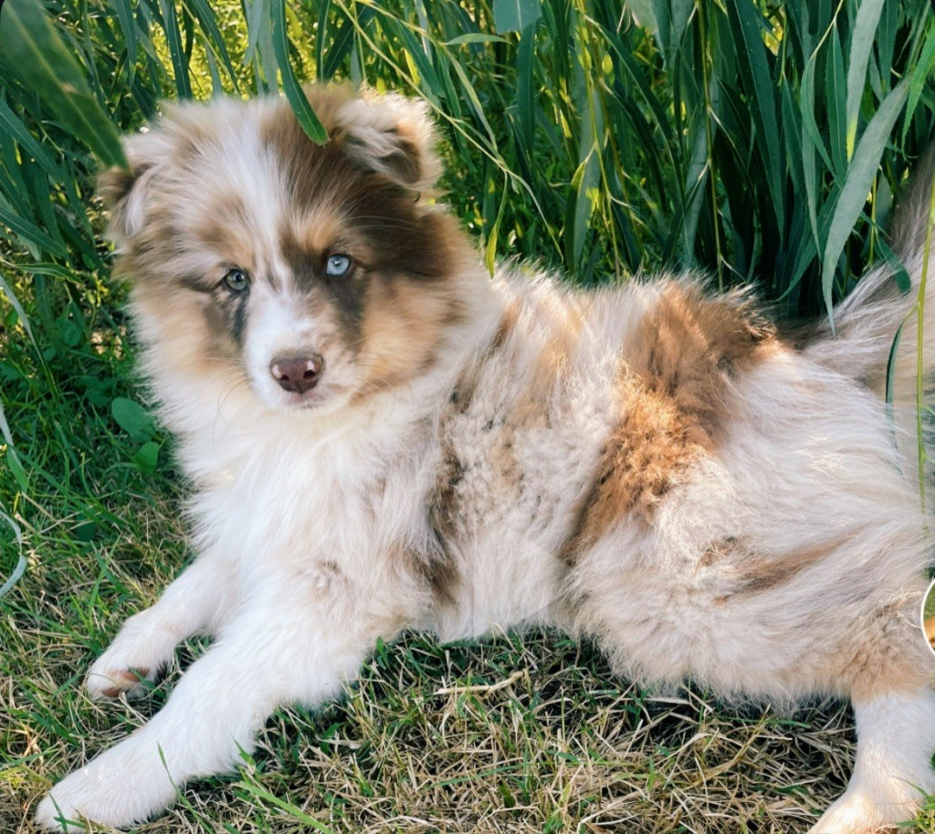 Berger Américain Miniature  - Du Mas De Hoodyliya