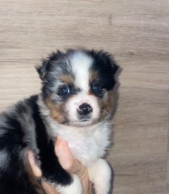 Les chiots de Berger Américain Miniature