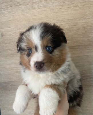 Les chiots de Berger Américain Miniature