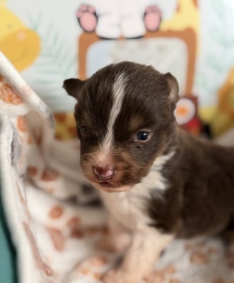 Les chiots de Berger Américain Miniature 