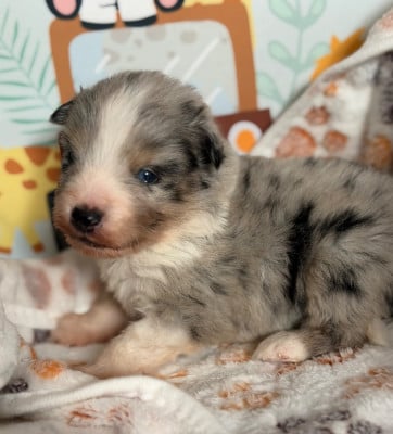 Les chiots de Berger Américain Miniature 