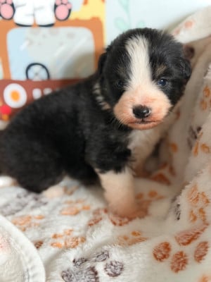 Les chiots de Berger Américain Miniature 