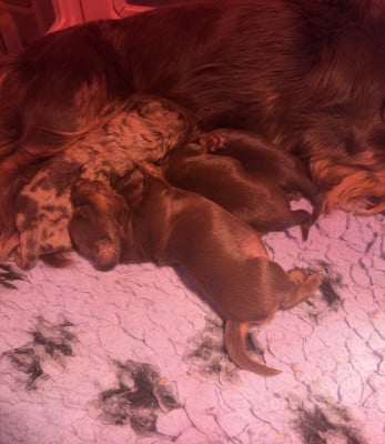 Les chiots de Teckel poil long