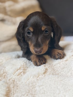 Les chiots de Teckel poil long