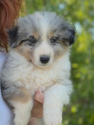 Les chiots de Berger Américain Miniature 