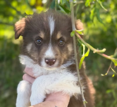 Les chiots de Berger Américain Miniature 