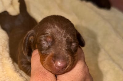 Les chiots de Teckel poil ras