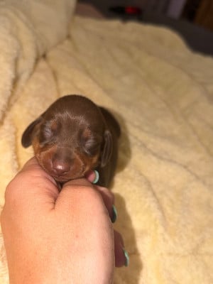 Les chiots de Teckel poil ras
