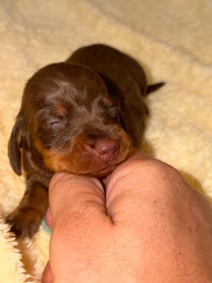 Les chiots de Teckel poil ras
