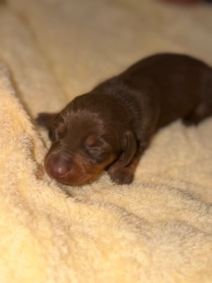 Les chiots de Teckel poil ras