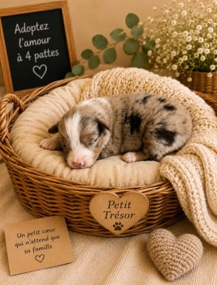 Les chiots de Berger Américain Miniature 