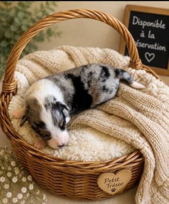 Les chiots de Berger Américain Miniature 