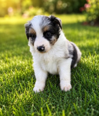 Les chiots de Berger Américain Miniature 