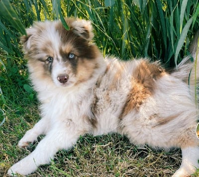 Les chiots de Berger Américain Miniature