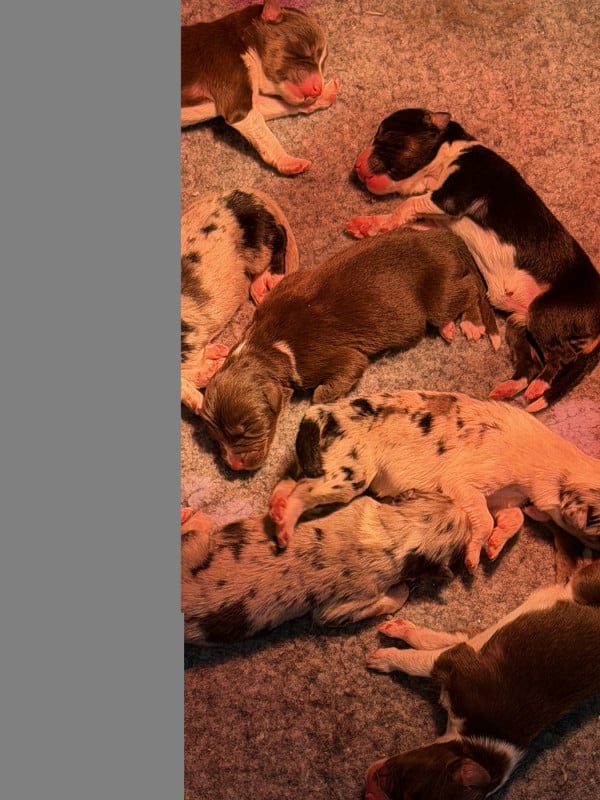 Berger Américain Miniature  - Du Mas De Hoodyliya