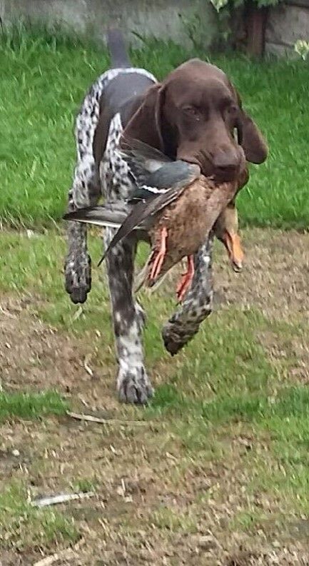 Publication : des Mannes Fleuries