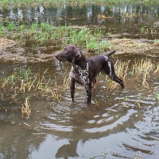 Publication : des Mannes Fleuries