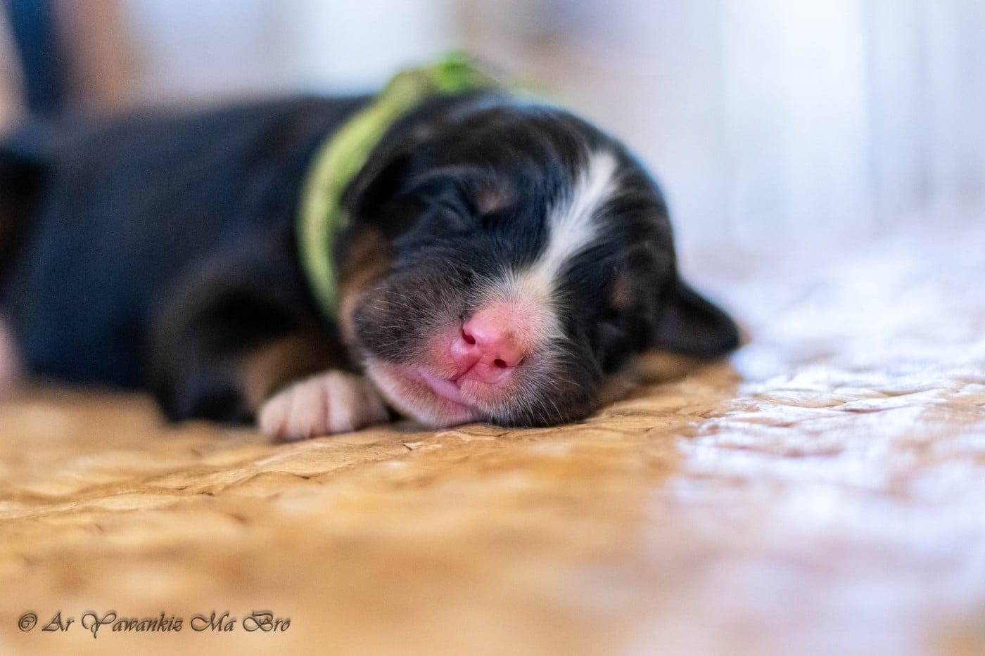 CHIOT 4