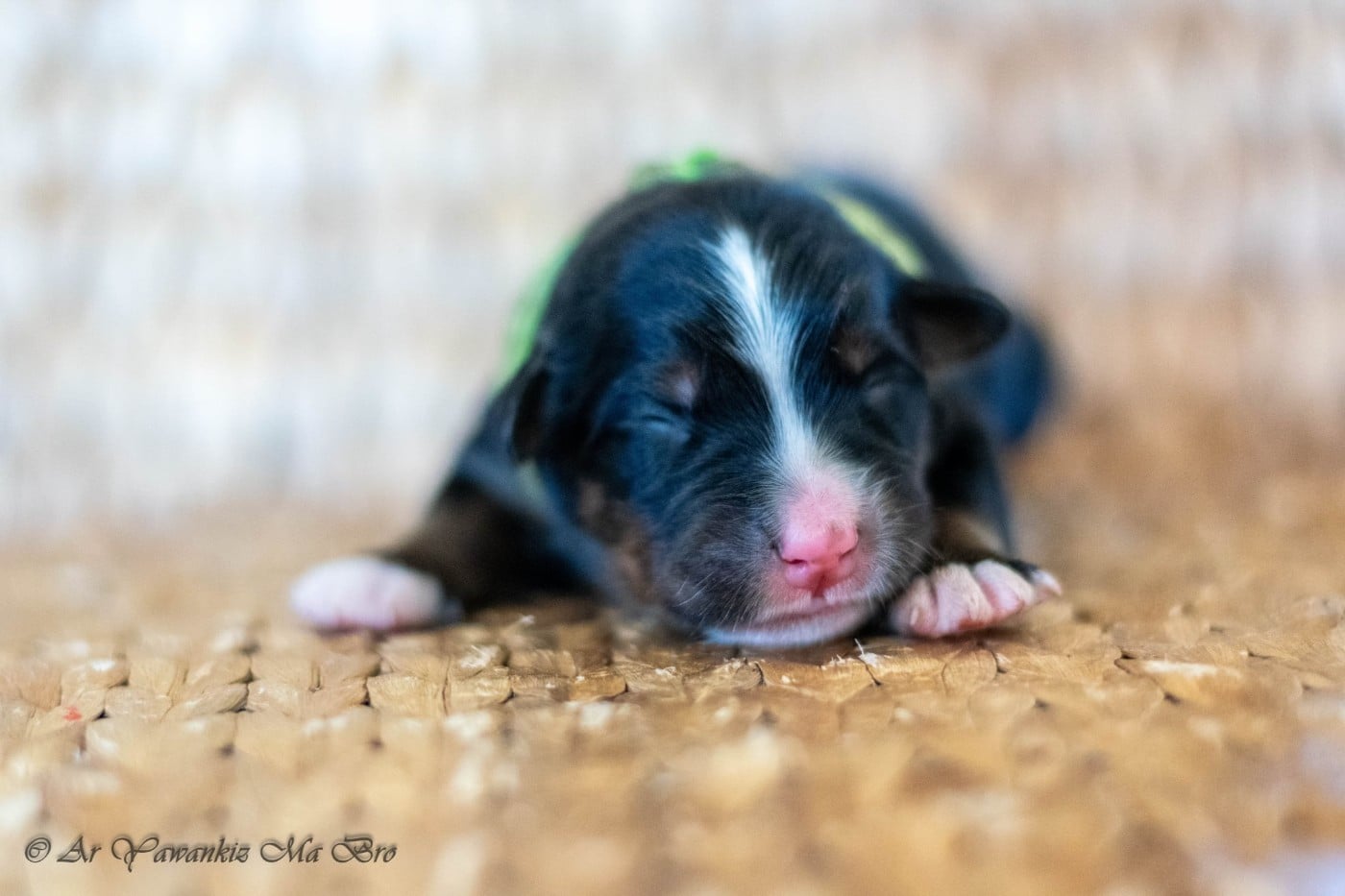 CHIOT 4