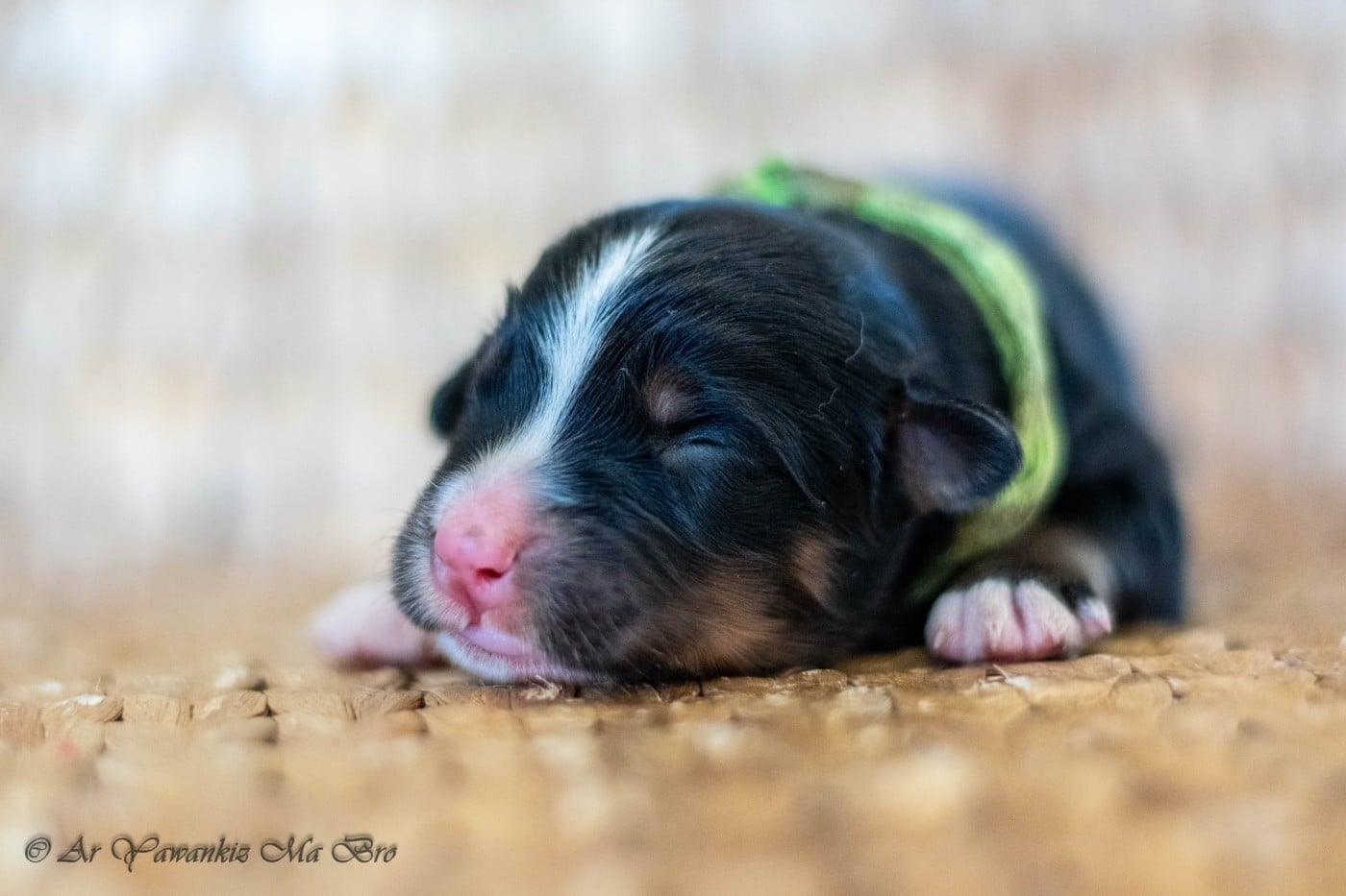 CHIOT 4