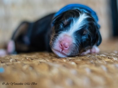 Les chiots de Bouvier Bernois