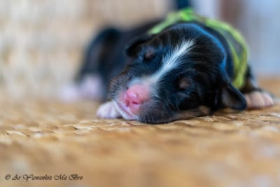 Les chiots de Bouvier Bernois
