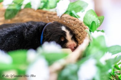 Les chiots de Bouvier Bernois