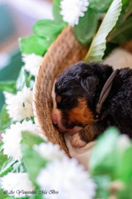 Les chiots de Bouvier Bernois