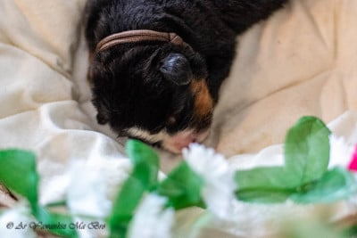 Les chiots de Bouvier Bernois