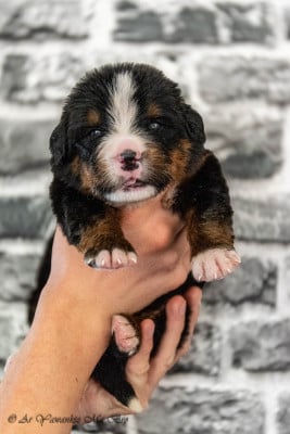 Les chiots de Bouvier Bernois