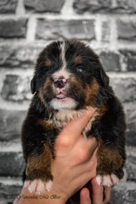 Les chiots de Bouvier Bernois