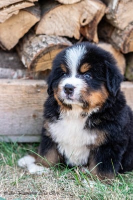 Les chiots de Bouvier Bernois