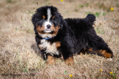Les chiots de Bouvier Bernois