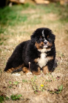 Les chiots de Bouvier Bernois