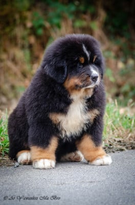 Les chiots de Bouvier Bernois